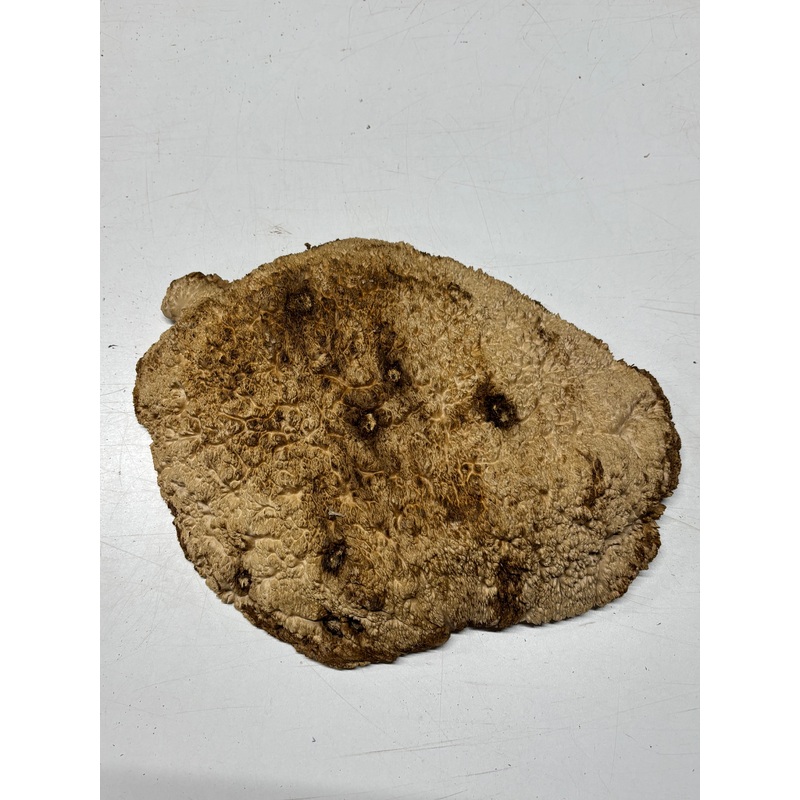 brown-mallee-burl-blank-14-x-11-x-1-5-6-8-lbs-7143 Brown Mallee Burl Blank 14" x 11" x 1.5" 6.8 Lbs #7143
