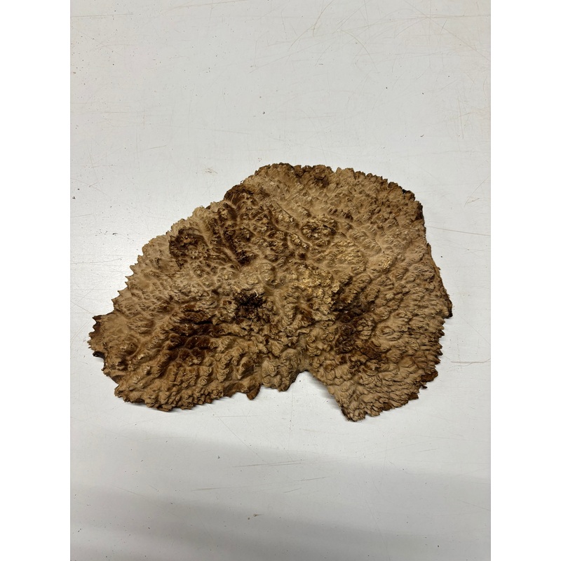 brown-mallee-burl-cap-16-x-10-x-3-9-2-lbs-7048 Brown Mallee Burl Cap 16" x 10" x 3" 9.2 Lbs #7048