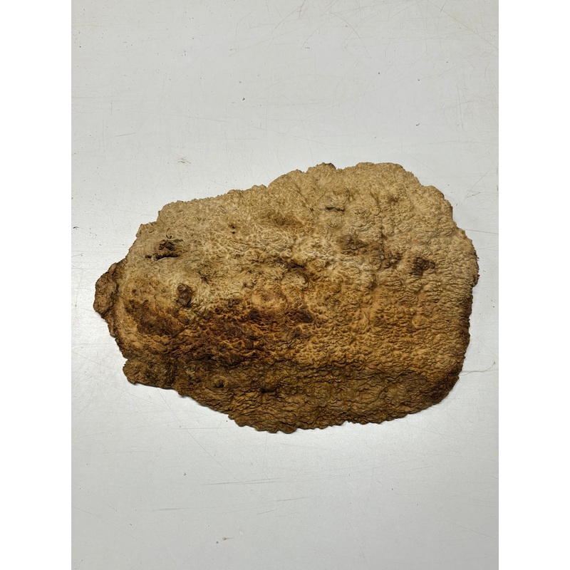 brown-mallee-burl-cap-16-x-8-5-x-2-8-45-lbs-7057 Brown Mallee Burl Cap 16" x 8.5" x 2" 8.45 Lbs #7057