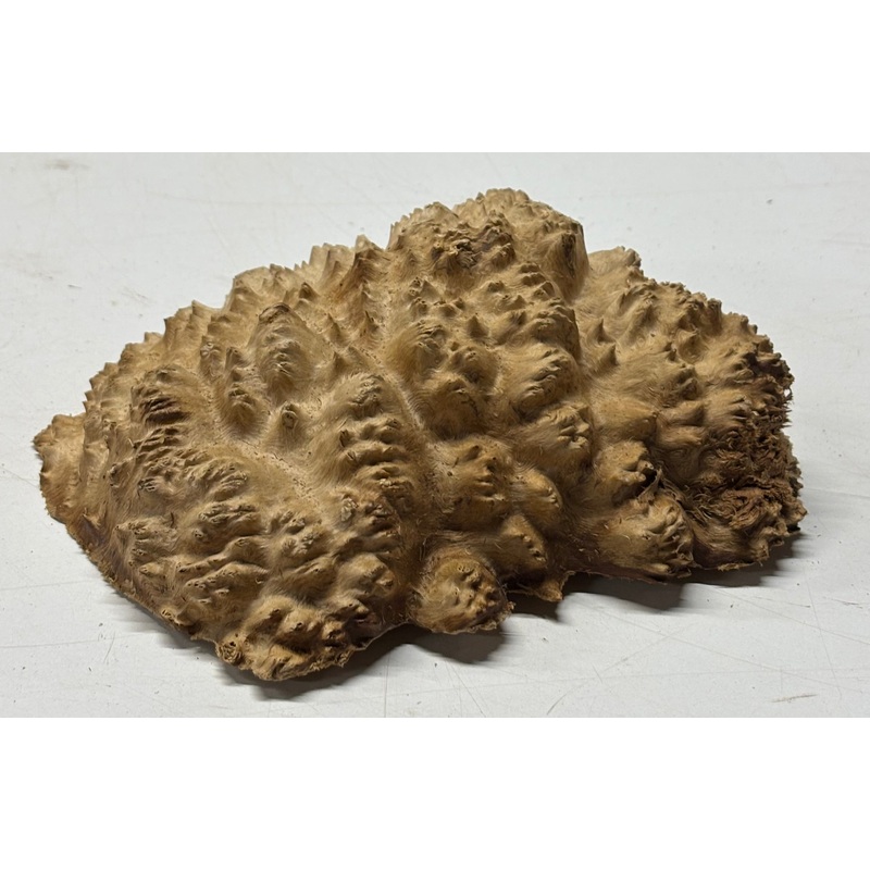 brown-mallee-burl-cap-6-x-5-x-2-1-7-lbs-6266 Brown Mallee Burl Cap 6" x 5" x 2" 1.7 Lbs #6266