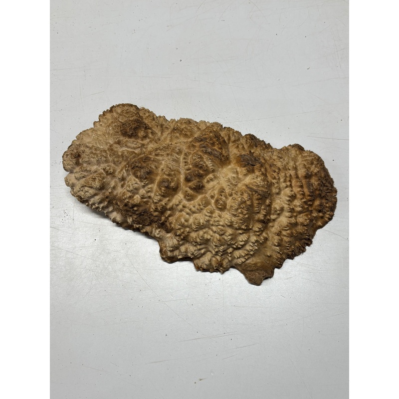 brown-mallee-burl-blank-16-x-8-x-2-8-lbs-7149 Brown Mallee Burl Blank 16" x 8" x 2" 8 Lbs #7149