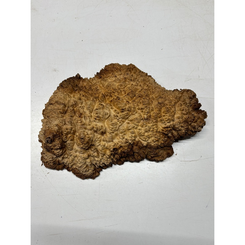 brown-mallee-burl-cap-14-x-8-x-2-7-8-lbs-7009 Brown Mallee Burl Cap 14" x 8" x 2" 7.8 Lbs #7009