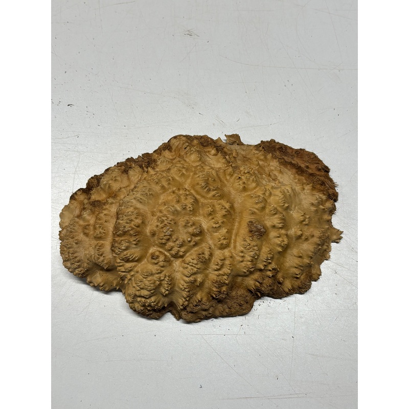 brown-mallee-burl-cap-10-x-7-x-2-2-5-lbs-6351 Brown Mallee Burl Cap 10" x 7" x 2" 2.5 Lbs #6351