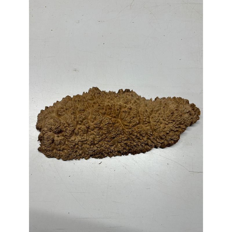 brown-mallee-burl-cap-15-x-7-x-2-3-7-lbs-6357 Brown Mallee Burl Cap 15" x 7" x 2" 3.7 Lbs #6357