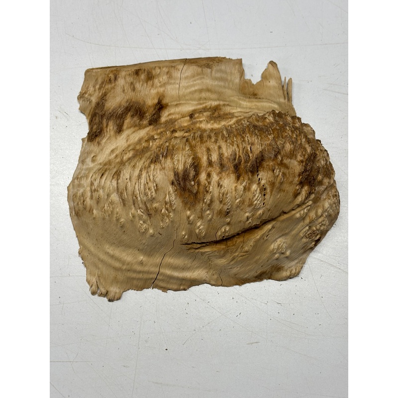 brown-mallee-burl-cap-8-x-6-x-2-2-8-lbs-6029 Brown Mallee Burl Cap 8" x 6" x 2" 2.8 Lbs #6029